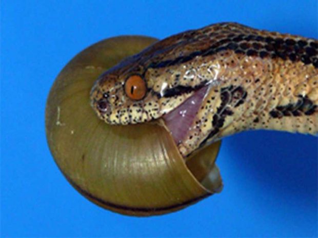 عجیب‌ ترین مارهای دنیا