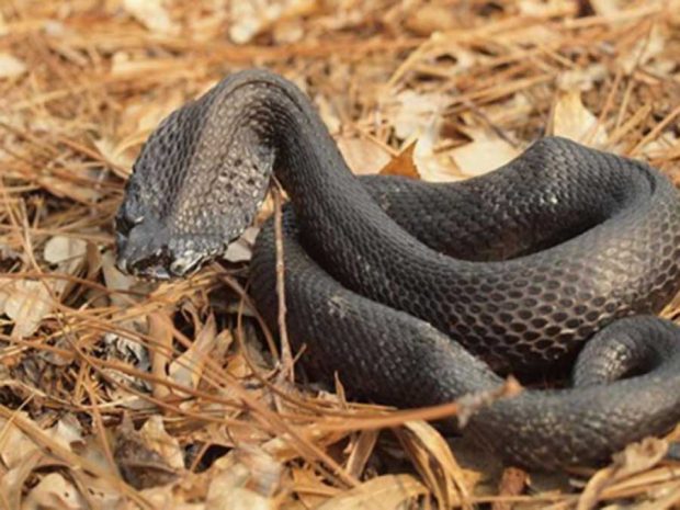 عجیب‌ ترین مارهای دنیا