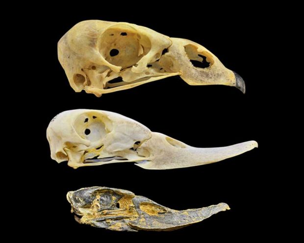 علت شکل متفاوت منقار غازها و اردک ها از دیدگاه زیست شناسان ؟ 2 علت شکل منقار غازها