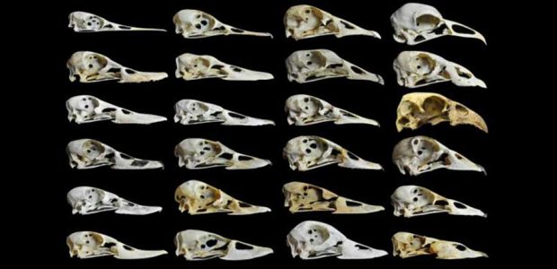 علت شکل متفاوت منقار غازها و اردک ها از دیدگاه زیست شناسان ؟ 3 علت شکل منقار غازها