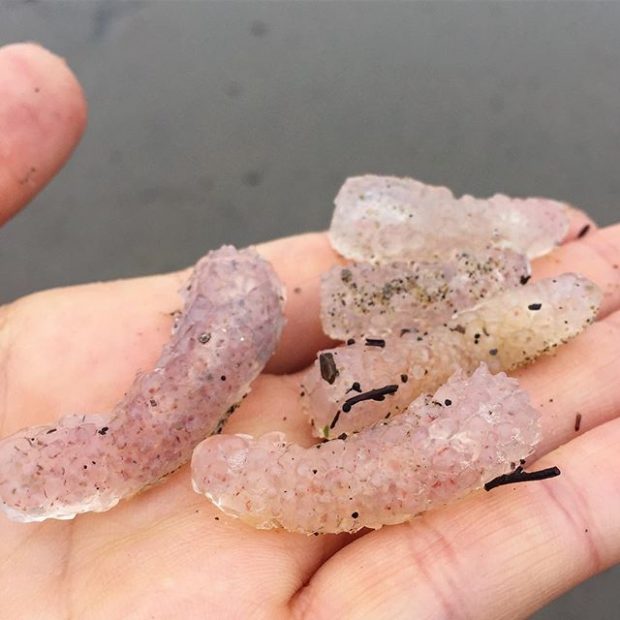 موجود درخشان دریایی