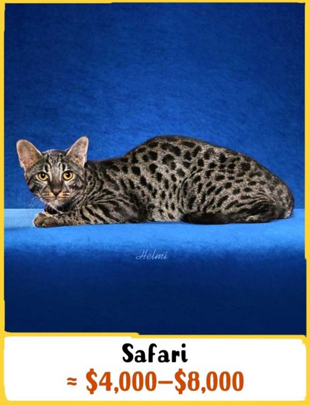 گرانترین نژادهای گربه در جهان را بشناسید + عکس 7 گرانترین نژادهای گربه