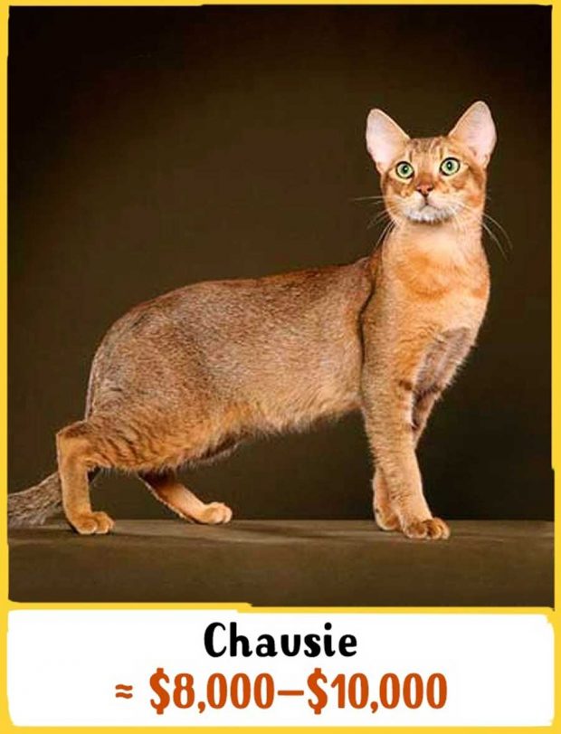 گرانترین نژادهای گربه در جهان را بشناسید + عکس 5 گرانترین نژادهای گربه