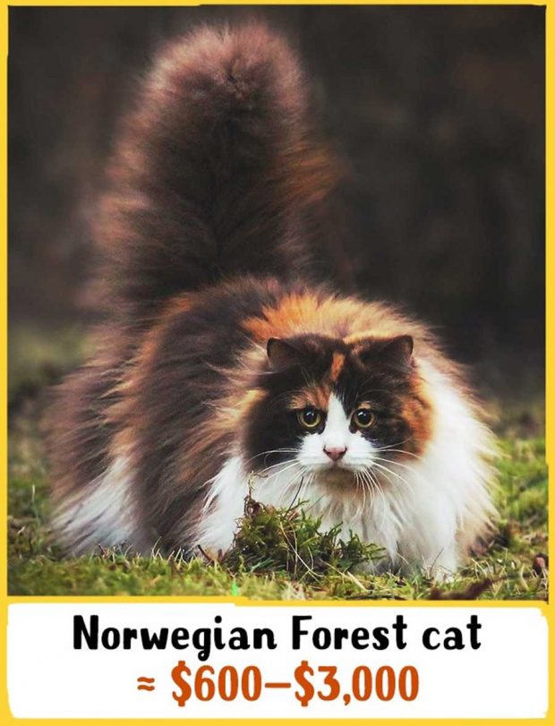 گرانترین نژادهای گربه در جهان را بشناسید + عکس 20 گرانترین نژادهای گربه