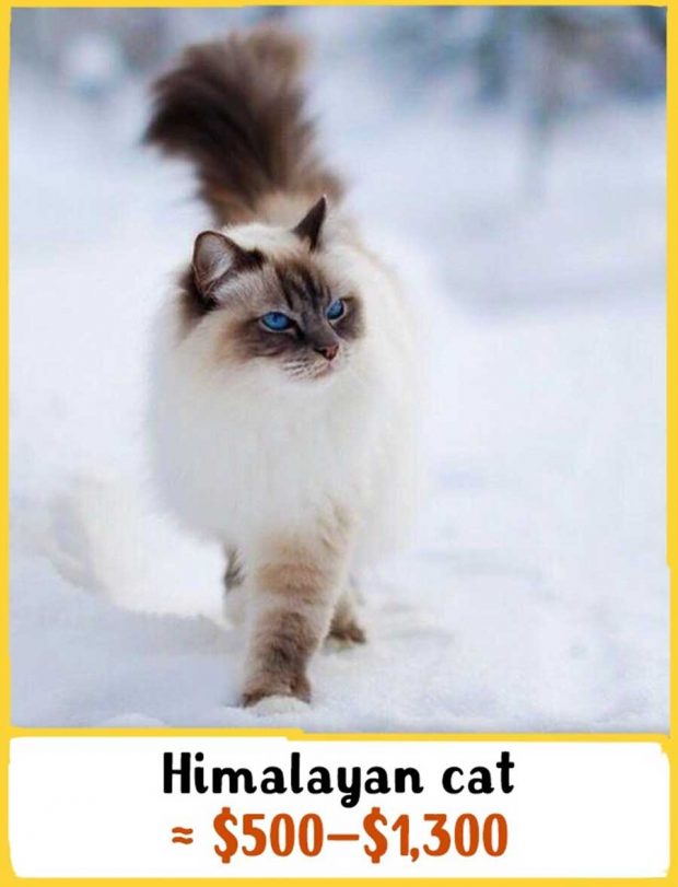 گرانترین نژادهای گربه در جهان را بشناسید + عکس 19 گرانترین نژادهای گربه