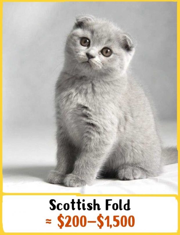 گرانترین نژادهای گربه در جهان را بشناسید + عکس 18 گرانترین نژادهای گربه