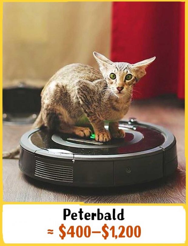 گرانترین نژادهای گربه در جهان را بشناسید + عکس 17 گرانترین نژادهای گربه