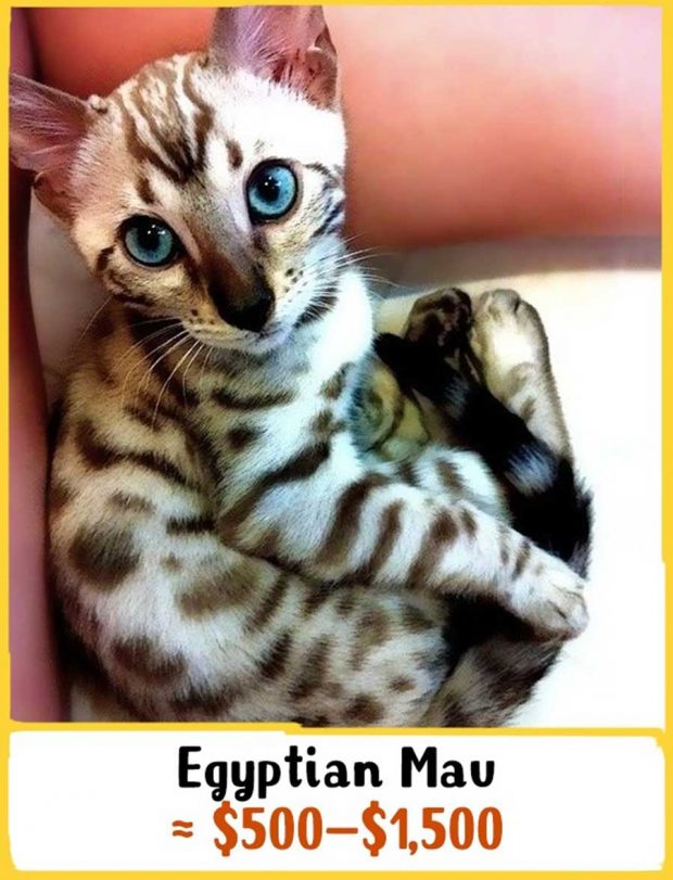 گرانترین نژادهای گربه در جهان را بشناسید + عکس 16 گرانترین نژادهای گربه