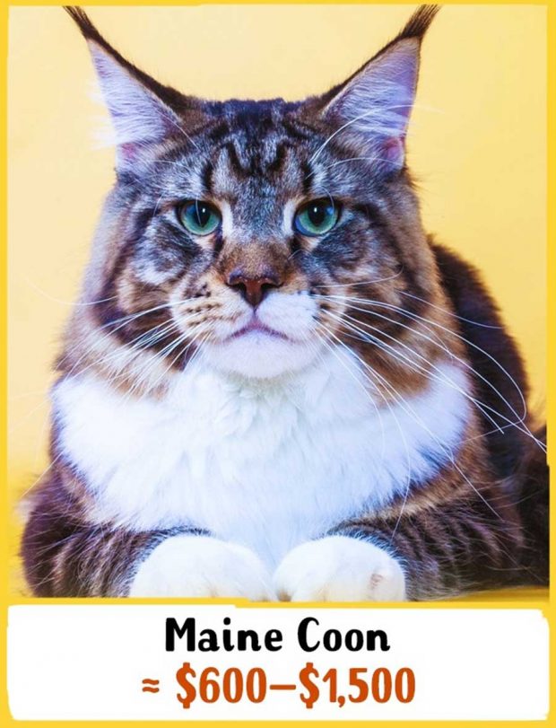 گرانترین نژادهای گربه در جهان را بشناسید + عکس 15 گرانترین نژادهای گربه