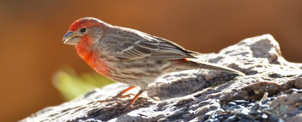 سیگاری شدن فنچ های خانگی خلیج مکزیک دانشمندان را شوکه کرد ؟ 2 فنچ های خانگی