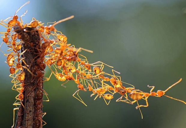 ترسناکترین حشرات جهان