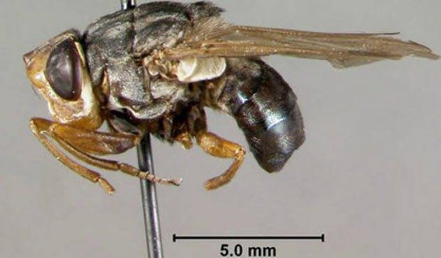 ترسناکترین حشرات جهان