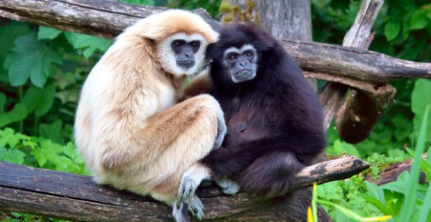 تک همسری در حیوانات