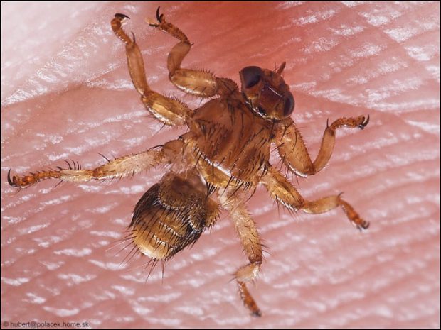 ترسناکترین حشرات جهان