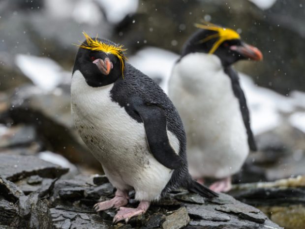 تک همسری در حیوانات