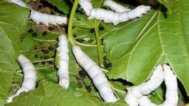 ترسناکترین حشرات جهان