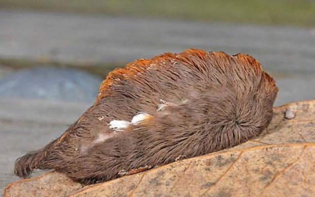 ترسناکترین حشرات جهان