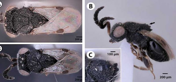 حشره ترسناک انگلی که بر روی پست خود سلاحی اره مانند دارد + عکس 3 حشره ترسناک انگلی