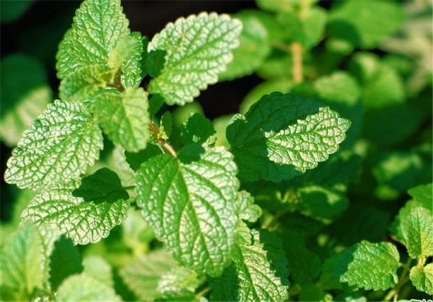 خواص دارویی روغن نعنا