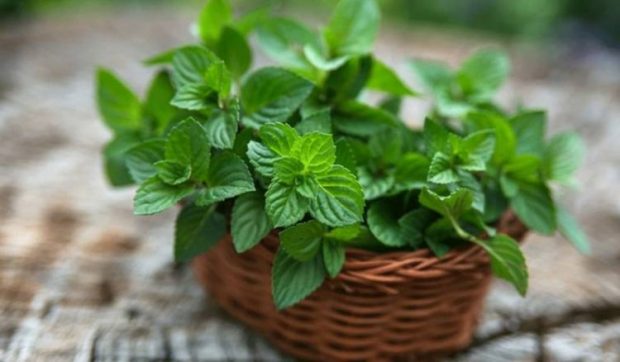 خواص دارویی روغن نعنا