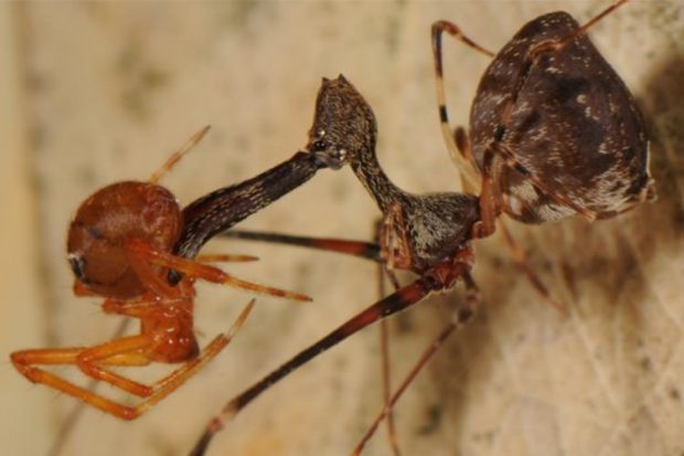 کشف عنکبوت پلیکانی که به اندازه یک دانه برنج جثه دارد + عکس 3 عنکبوت پلیکانی