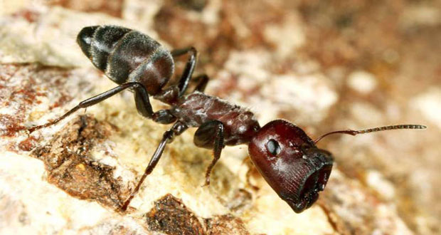 مورچه انتحاری
