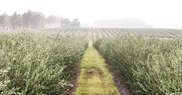 برگ زیتون چه خواصی دارد؟ 4 برگ زیتون