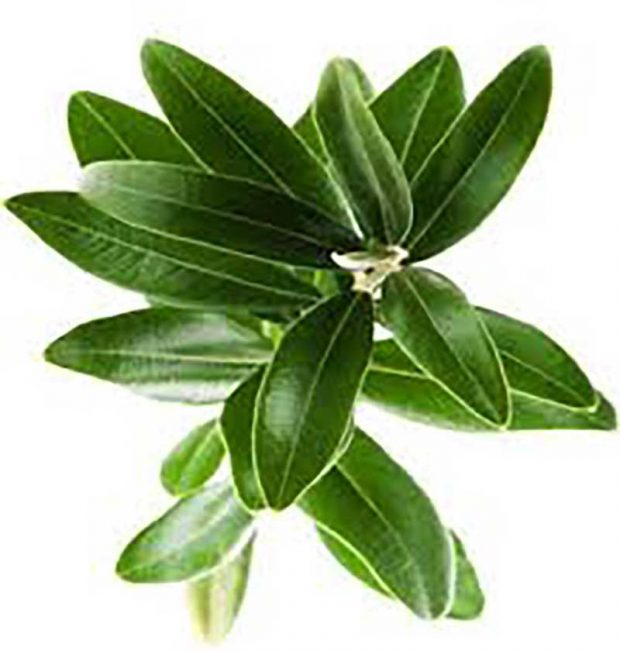 برگ زیتون چه خواصی دارد؟ 2 برگ زیتون