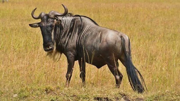 سریع ترین حیوانات جهان روی زمین را بشناسید 6 سریع ترین حیوانات جهان