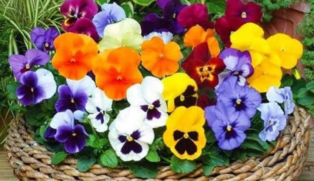 گل های پاییزی