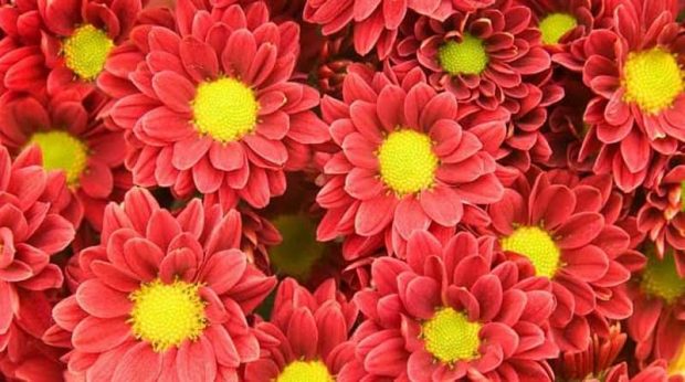 گل های پاییزی