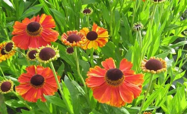 گل های پاییزی