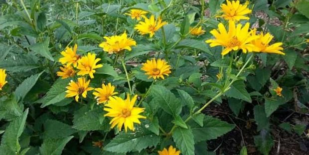 گل های پاییزی