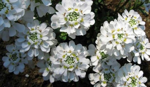 گل های پاییزی