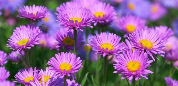 گل های پاییزی