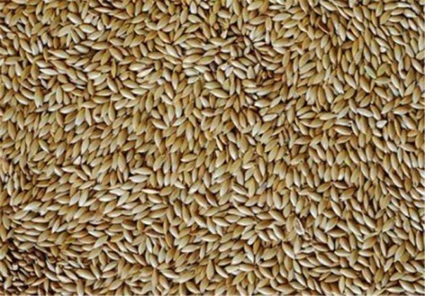 خواص تخم کتان را بشناسید 3 خواص تخم کتان