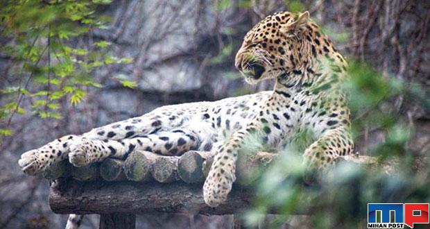 تماشای حیواناتی از سراسر جهان با بازدید از باغ وحش شانگهای 25 باغ وحش شانگهای