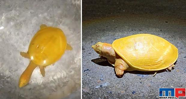 لاکپشت زرد رنگ در هند توسط یک کشاورز کشف شد + عکس 25 لاکپشت زرد رنگ در هند