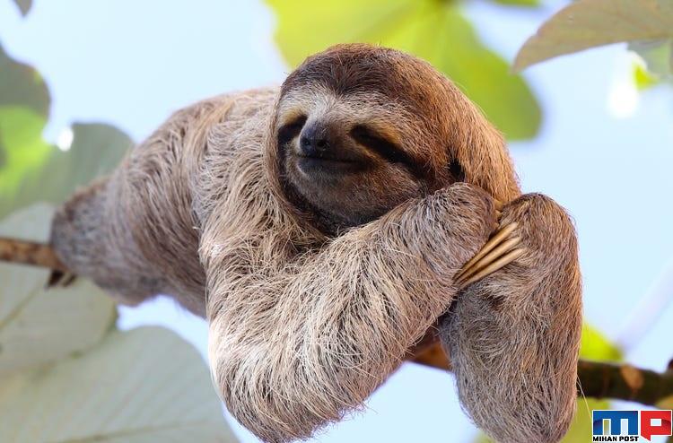 حقایق جالب در مورد تنبل ها ، این موجودات دوست داشتنی را بشناسید 17 حقایق جالب در مورد تنبل ها