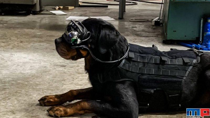 سگ‌ های ارتش آمریکا