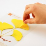 رومیزی فصلی جالب و کم هزینه برای نمایش تغییر فصل ها+عکس 14 gingko01