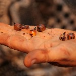 800px Honey Ants 7344580116