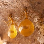 honey pot ant 1