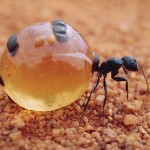 honeypot ant diet