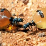 honeypot ants