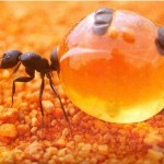 honeypotant