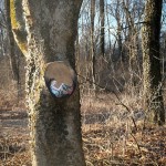 jana js paint figures enclosed in tree trunk circles designboom 04