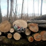 jana js paint figures enclosed in tree trunk circles designboom 06