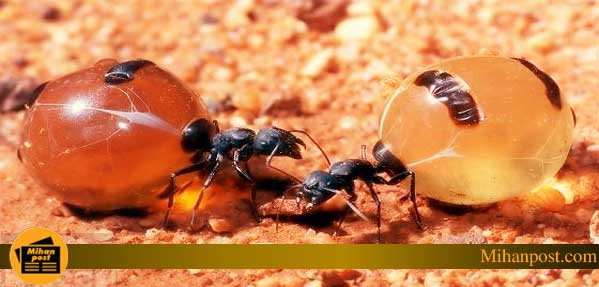 مورچه تولیذ عسل
