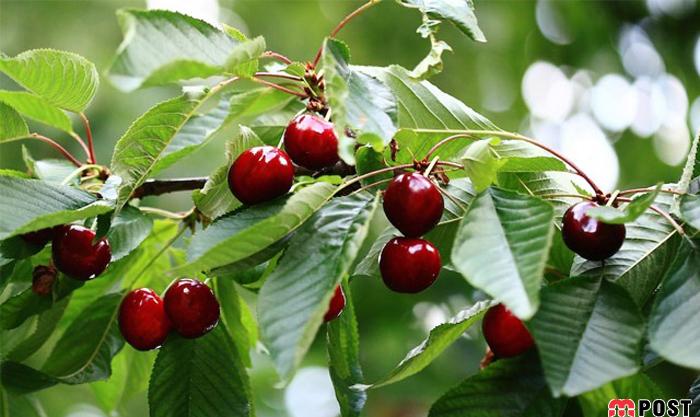 عکس های زیبا از میوه ی گیلاس 1 گیلاس